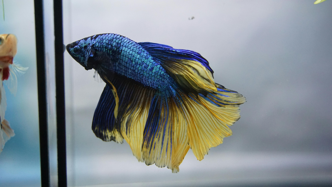 The Aquatic Chronicles: A Dive into the History of Fish as Pets