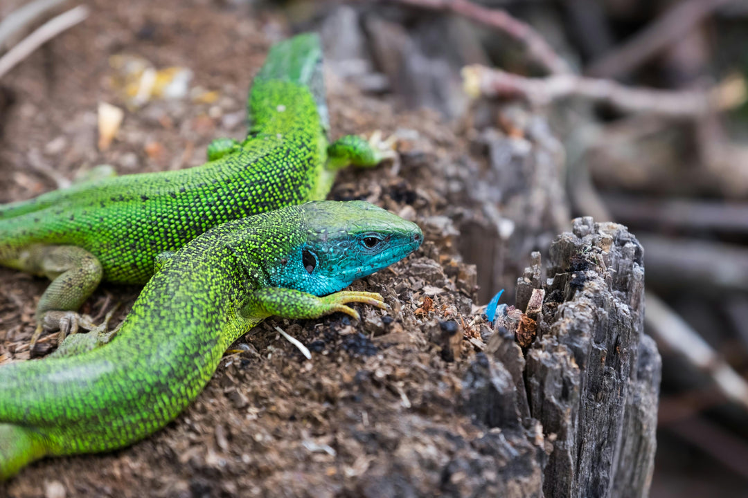 Discover the Fascinating World of Exotic and Rare Reptiles: A Closer Look at Four Fascinating Species