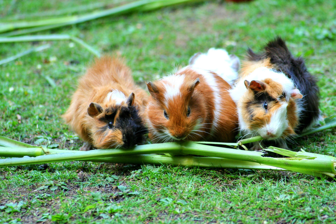 The Benefits of Small Animal Ownership: Why Guinea Pigs, Hamsters, and Rabbits Make Great Pets