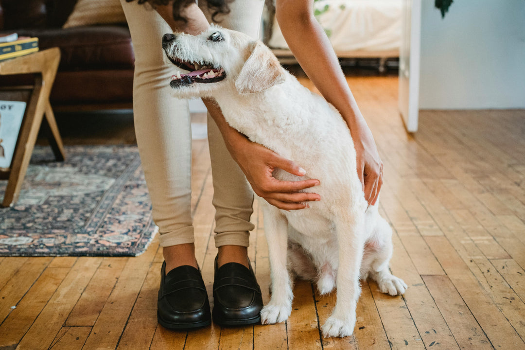 10 Must-Have Products for Every New Pet Owner