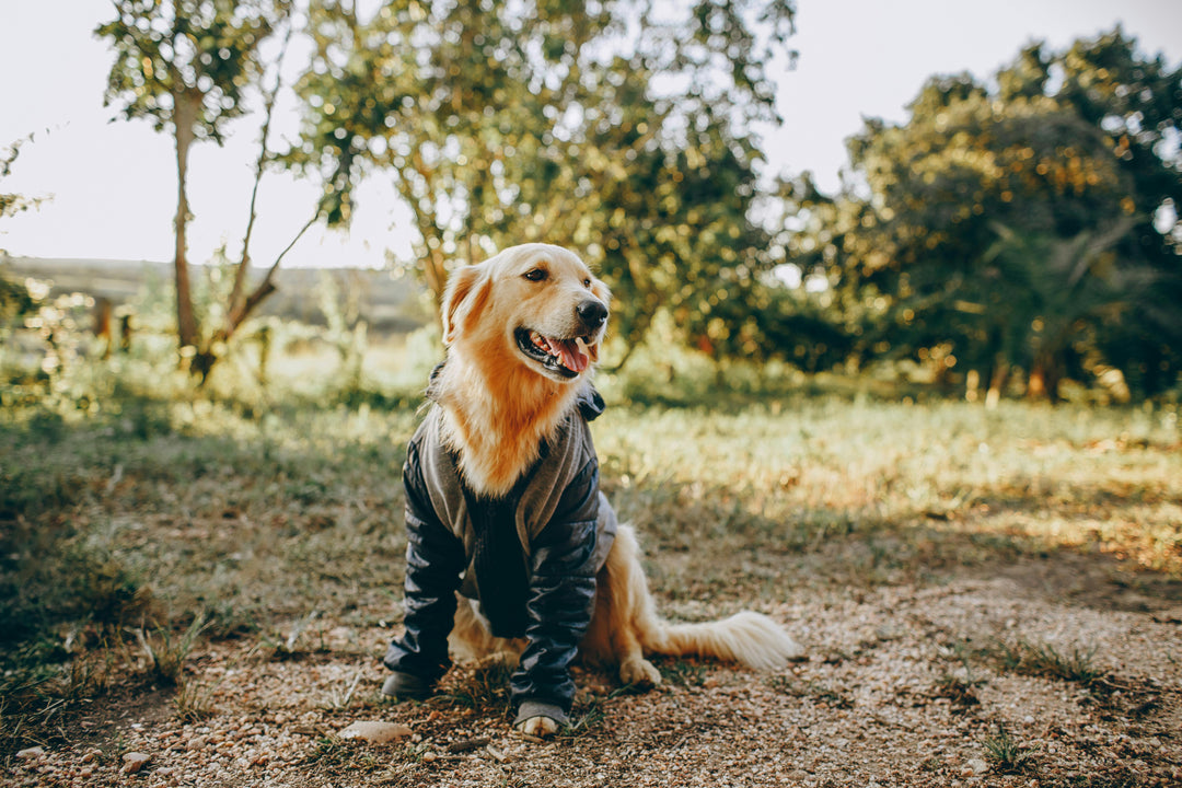 Summer Pet Fashion: Stylish and Functional Accessories