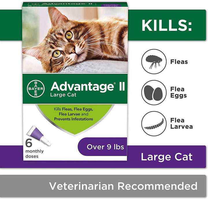 Advantage II Cat Large Purple 6-Pack (Case of 6)